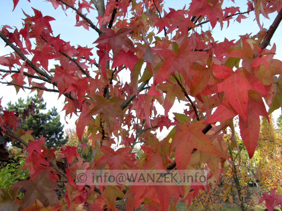 Liquidambar styraciflua Lane Roberts 4m Herbstfaerbung nah.JPG